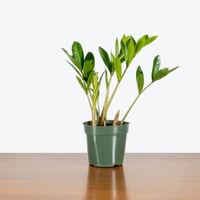 نبتة الزاميا صغيرة (ZZ Plant)