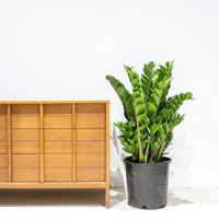 نبتة الزاميا كبيرة (ZZ Plant)