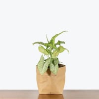 سينغونيوم (Syngonium)