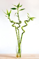 ساق البامبو كبيرة (Lucky Bamboo)