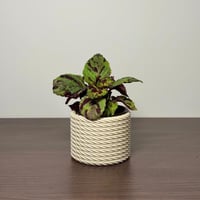 فازة الحبل الطبيعي