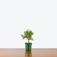 رجلة الصبار