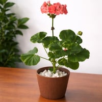 إبرة الراعي (Pelargonium)