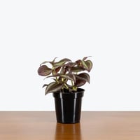 نبتة تراديسكانتيا زبرينا