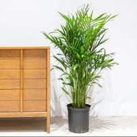 نبتة نخيل القطة “Cat Palm“