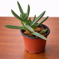 نبات كاربوبروتوس