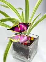 الفازا الزجاجية المربعة – تنسيق نباتي