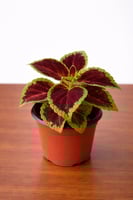 السجاد الشرقي (Coleus)