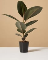 نبات الفيكس المطاطي