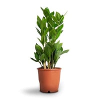 نبتة الزاميا (ZZ Plant)