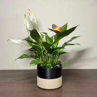 فازا التباين الأنيق