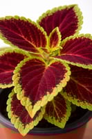 السجاد الشرقي (Coleus)