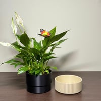 فازا التباين الأنيق