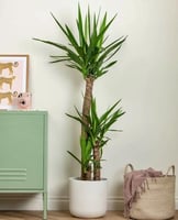 نبات يوكا (Yucca)