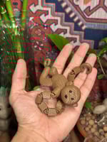 قرد الزينة المتسلّق