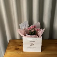 كلانشو وردي أصيص سراميك