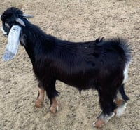 تيس عارضي حجم كبير جبر