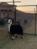 طلي نجدي كبير جبر ناهي فاخر
