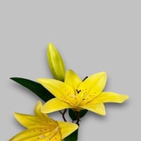 اصفر