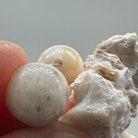 سبحة مرجان أبيض طبيعي حر معي عينة طبيعية من المرحا...