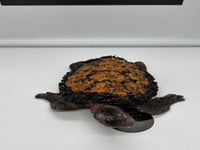 تحفة سلحفاة ملبس بالكهرمان الوزن 319 غرام