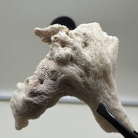 سبحة مرجان ابيض حر مع عينة من المرجان