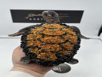 تحفة سلحفاة ملبس بالكهرمان الوزن 319 غرام