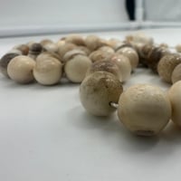 سبحة قرن الغزال الاوربي