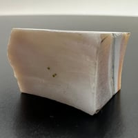 سبحة صدف بحري طبيعي حر