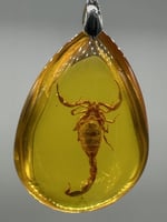 تحفة تراب كهرمان محشي عقرب حقيقي