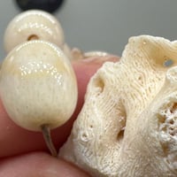 سبحة مرجان ابيض حر طبيعي مع عينة طبيعية من المرجان