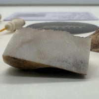 سبحة قرن الغزال الاوربي مع عينة طبيعية من قرن الغز...