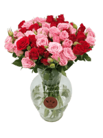 فازة روزليت