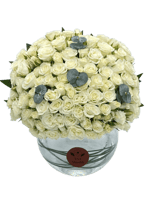 مون بلوم أبيض