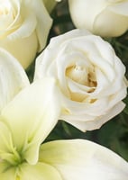 فازة السلامة