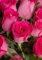 فازة البشائر