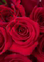 بوكيه الروز الفاخر