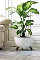 حوض أبيض فخم بأرجل خشبية ( مع نبات الدفنباخيا )