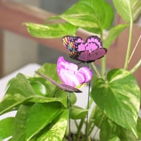 حوض كونكريت بتصميم ذهبي ( مخصصه بالأسم )