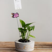 حوض التخرج ( بالاسم )