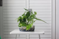 حوض كونكريت بتصميم كحلي ( مخصصه بالأسم )