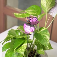 حوض فخار رسم اللوقو او الشعار