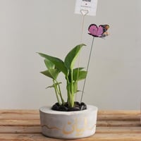 حوض التخرج ( بالاسم )