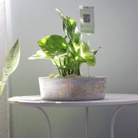 حوض كونكريت (تُبعثرني الحياة وتجمعني دعوة أمي)