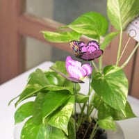 حوض كونكريت بتصميم كحلي ( مخصصه بالأسم )