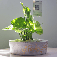 حوض كونكريت (تُبعثرني الحياة وتجمعني دعوة أمي)