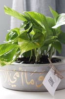 حوض كونكريت (وما أمي إلا قمراً أنار لي كل عتمة)