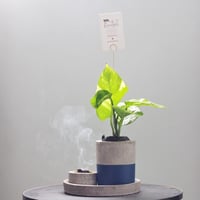 مجموعة المبخر و النبتة