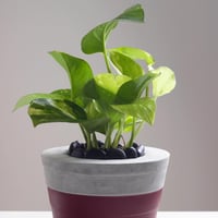 حوض كونكريت حجم وسط باللون البرقندي