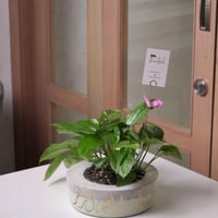 حوض كونكريت بلون البستاشيو ( مخصصه بالأسم )